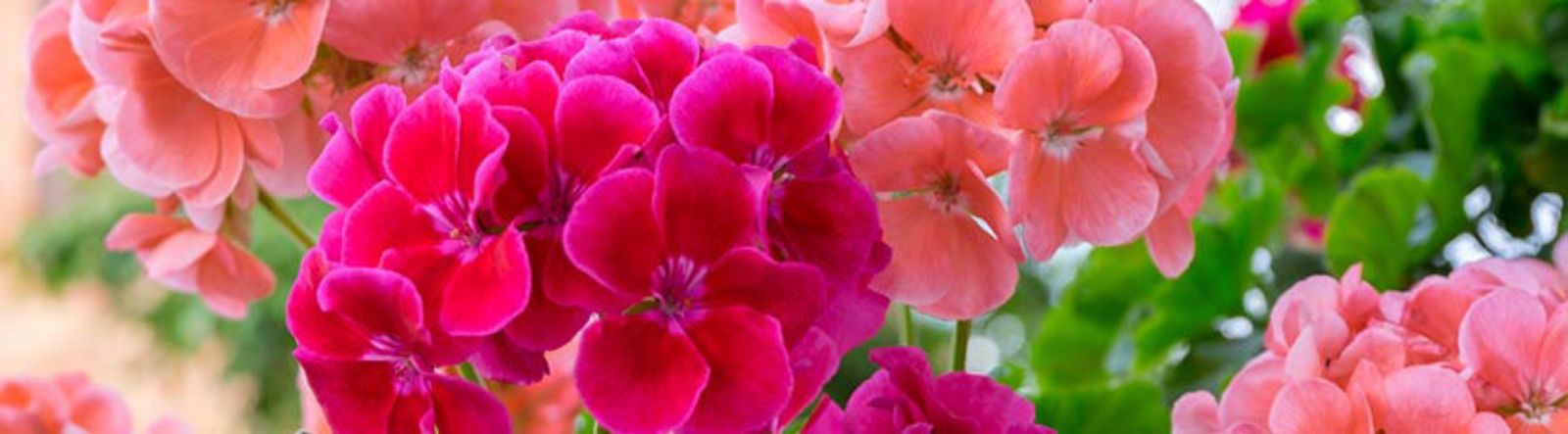 Pelargonium : culture et entretien